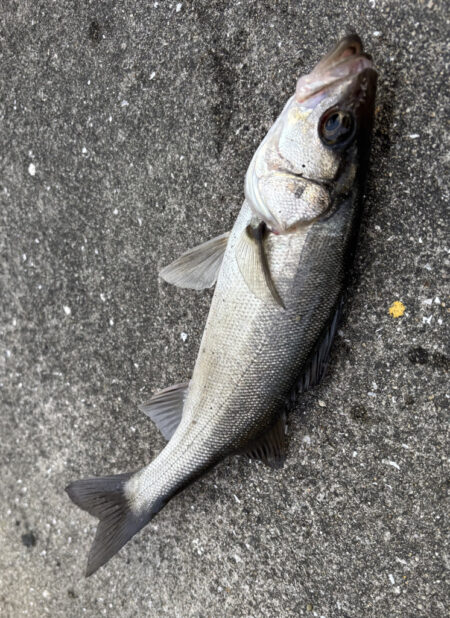 カタクチ乱舞でセイゴのアタリ多い