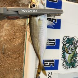 初めての春アジング