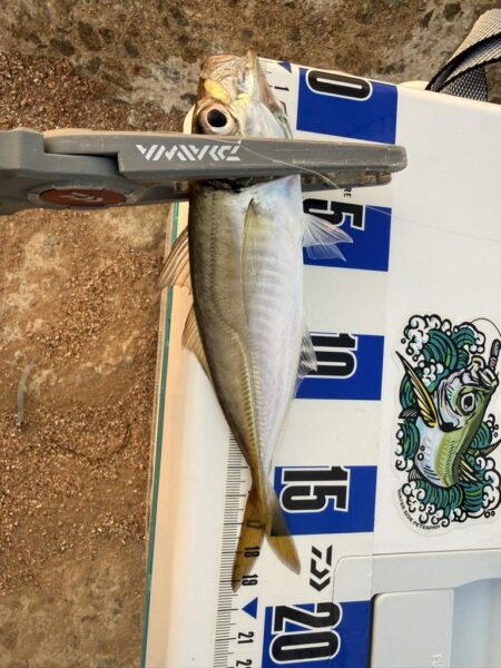 初めての春アジング