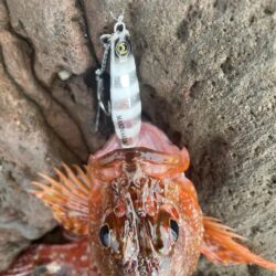 ロックショアゲーム