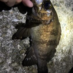 2026.No.8 ライトゲーム