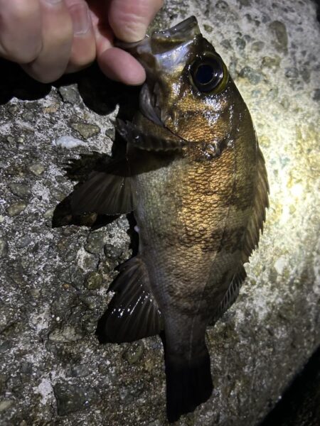 2026.No.8 ライトゲーム