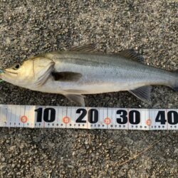 朝マヅメシーバス