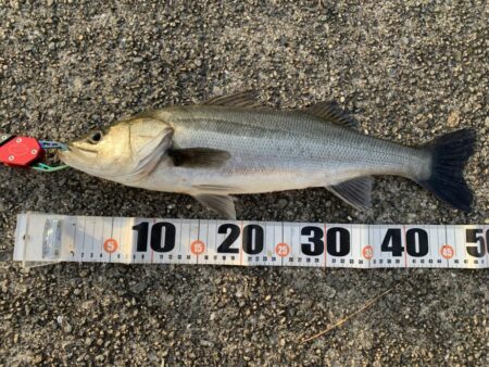 朝マヅメシーバス