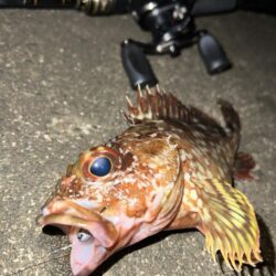 ロックフィッシュ