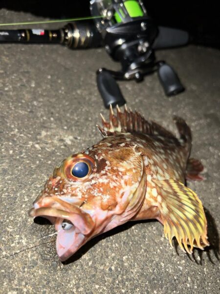 ロックフィッシュ