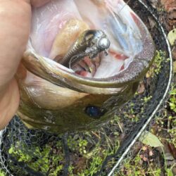 プリスポーンはミドスト‼️