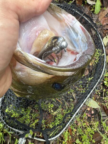 プリスポーンはミドスト‼️