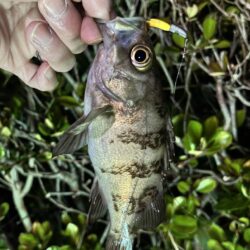 3年ぶりくらいに釣りをしました