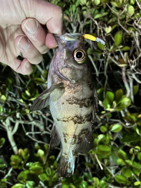 3年ぶりくらいに釣りをしました