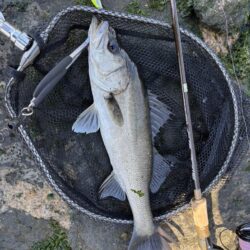 シーバスシーバスシーバスシーバス