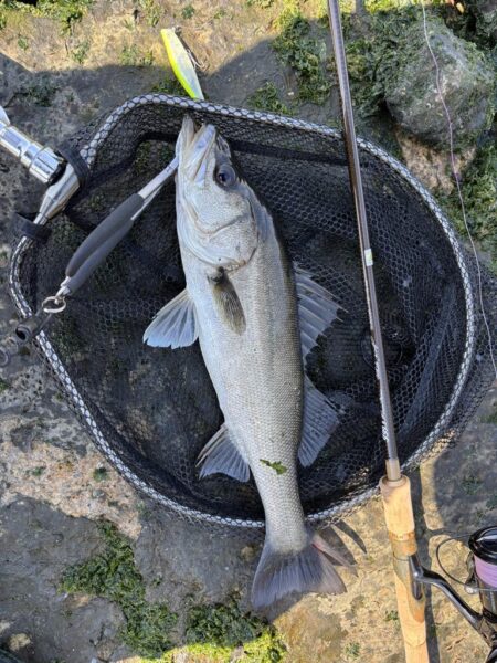 シーバスシーバスシーバスシーバス