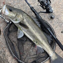 2026新年度1匹目シーバス