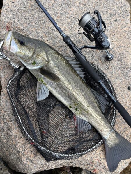 2026新年度1匹目シーバス