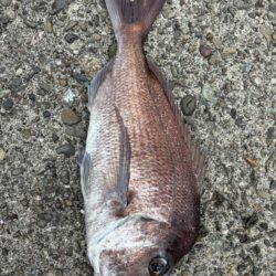 エギング不発で鯛釣れた