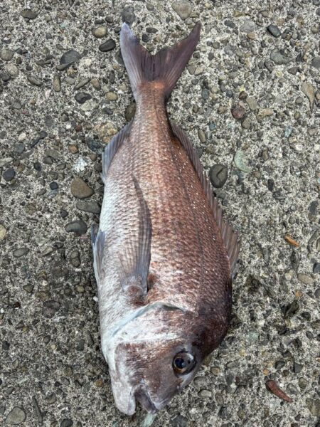 エギング不発で鯛釣れた