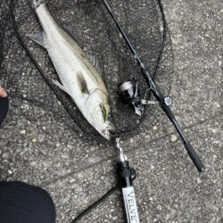 シーバスとチヌ春の釣り