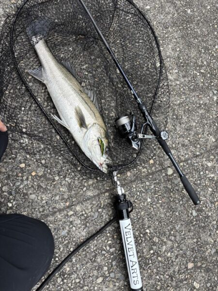 シーバスとチヌ春の釣り