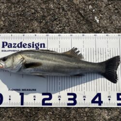 沖堤防シーバス