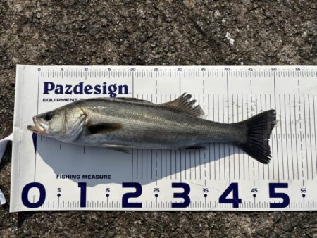 沖堤防シーバス