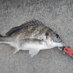 久しぶりのチヌ釣れました