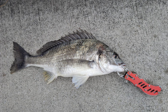 久しぶりのチヌ釣れました