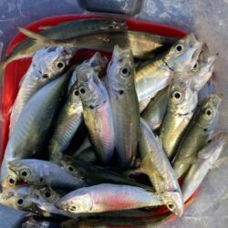 朝のアジ調査で30匹GET