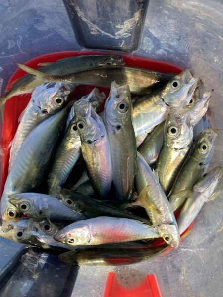 朝のアジ調査で30匹GET