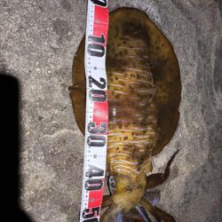 春アオリイカ2.7kg