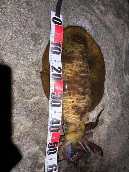 春アオリイカ2.7kg