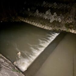 ナイトゲームのナマズ