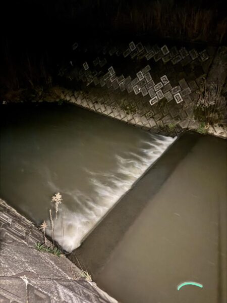 ナイトゲームのナマズ