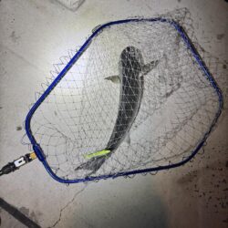 バチ抜けシーバス