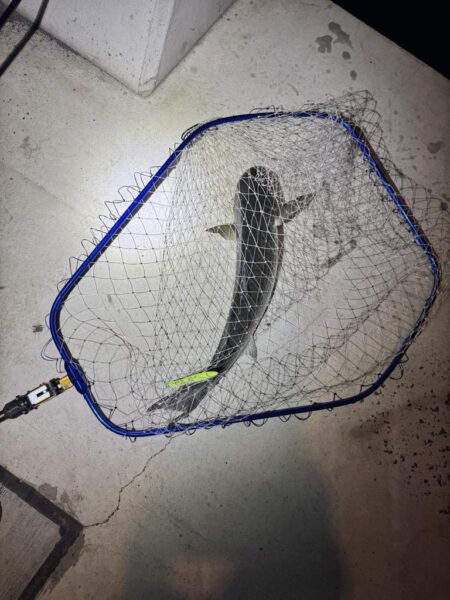 バチ抜けシーバス