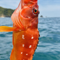 久しぶりに南伊勢でボート釣行