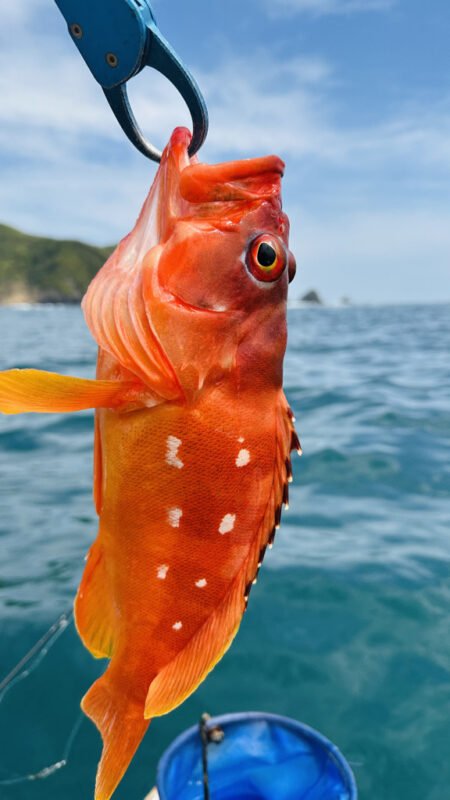 久しぶりに南伊勢でボート釣行