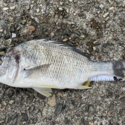 カレイ狙いで・・・