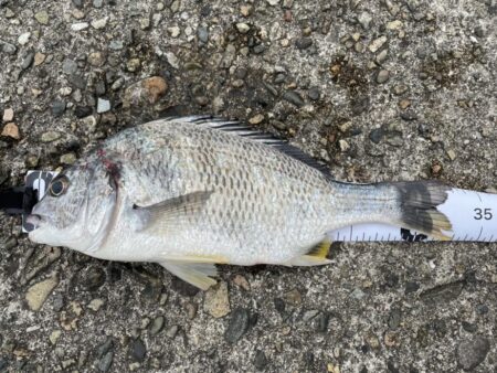 カレイ狙いで・・・