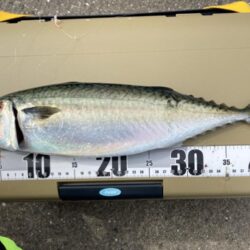 湾奥の大サバ来てます