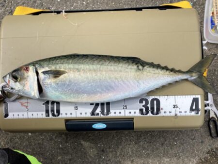 湾奥の大サバ来てます