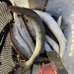 朝マズメのカマス調査で16匹GET