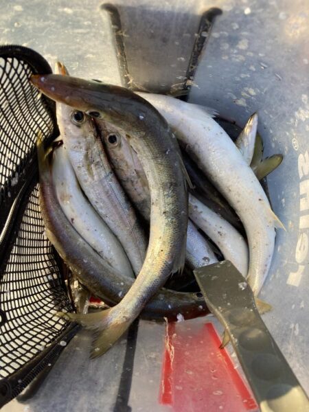 朝マズメのカマス調査で16匹GET