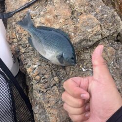 久々の磯ふかせ