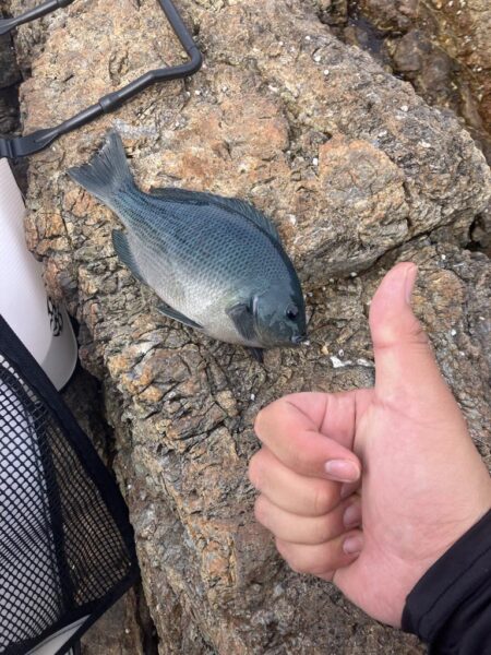 久々の磯ふかせ