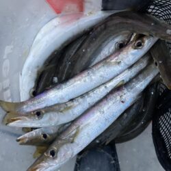 朝マズメのカマス調査で21匹GET