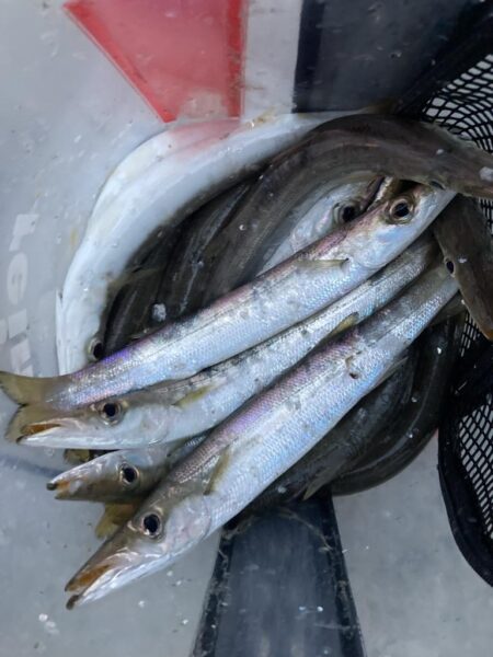 朝マズメのカマス調査で21匹GET