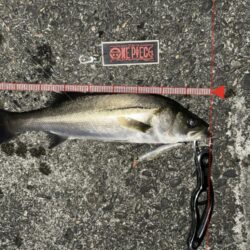 やっぱりハクボイルにはフラグマ90f！