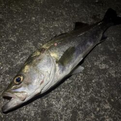 チニングでシーバス