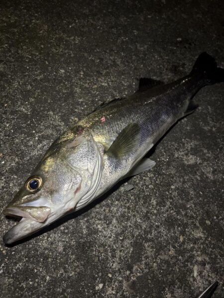 チニングでシーバス