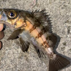 メバル13 ガシラ⑧